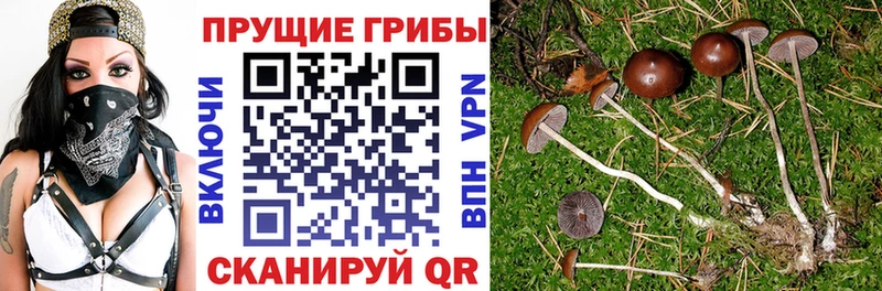 Псилоцибиновые грибы Psilocybe  Купить закладки  Тамбов 